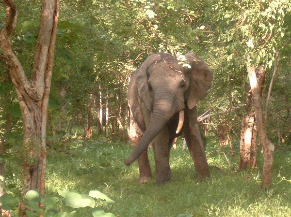 Elephant in the Forest